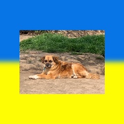 Stacey,Ukraine,vermittelt