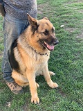 Rex, Deutscher Schäferhund
