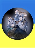 Hunde aus der Ukraine v. 8.4.22