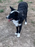 Lucy, Border Collie