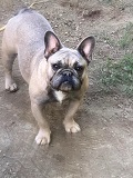 Lena, französische Bulldogge