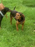 Goofy, Black and Tan Coonhound