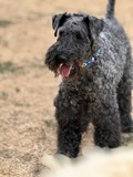 Dingo, Kerry Blue Terrier
