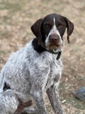 Knox, Deutsch Drahthaar