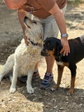 Rosalinda, Kuvasz
