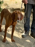 Berci, Magyar Vizsla