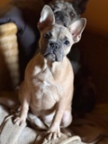 Celine, Französische Bulldogge, vermittelt