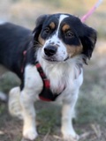 Gracey Lou, Kolonie/Dackel Mix,vermittelt