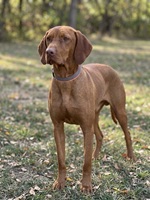 Ari, Magyar Vizsla