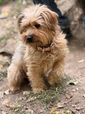Berti, Pudel-Terrier Mix
