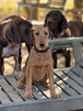 Berti, Deutscher Jagdterrier-Mix