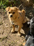 Bruni, Mops-Mix