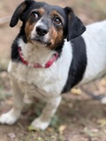Folti, Dackel-Jack-Russel-Terrier