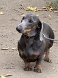 Hubert, Dackel Standard