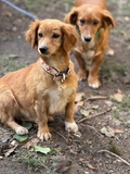 Jane und Jill, Dackel-Mix