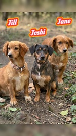 Jane, Jill, Joshi, Dackel-Mix