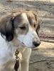Kangoo,  Springer Spaniel mix