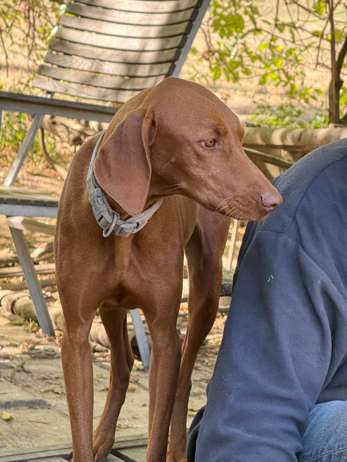 Kaya1