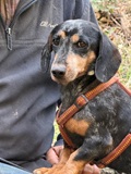 Kayla, Dackel, 25 cm