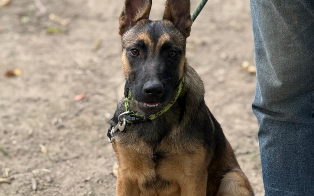 Lizett, Malinois