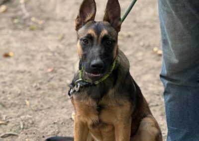 Lizett, Malinois