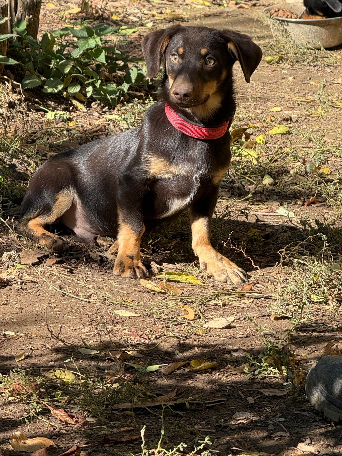 Maddox3