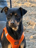 Maja, Pinscher – vermittelt –