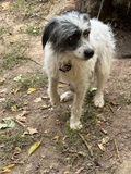 Mano, Terrier-Mix
