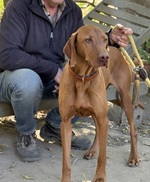 Pajti, Magyar Vizsla