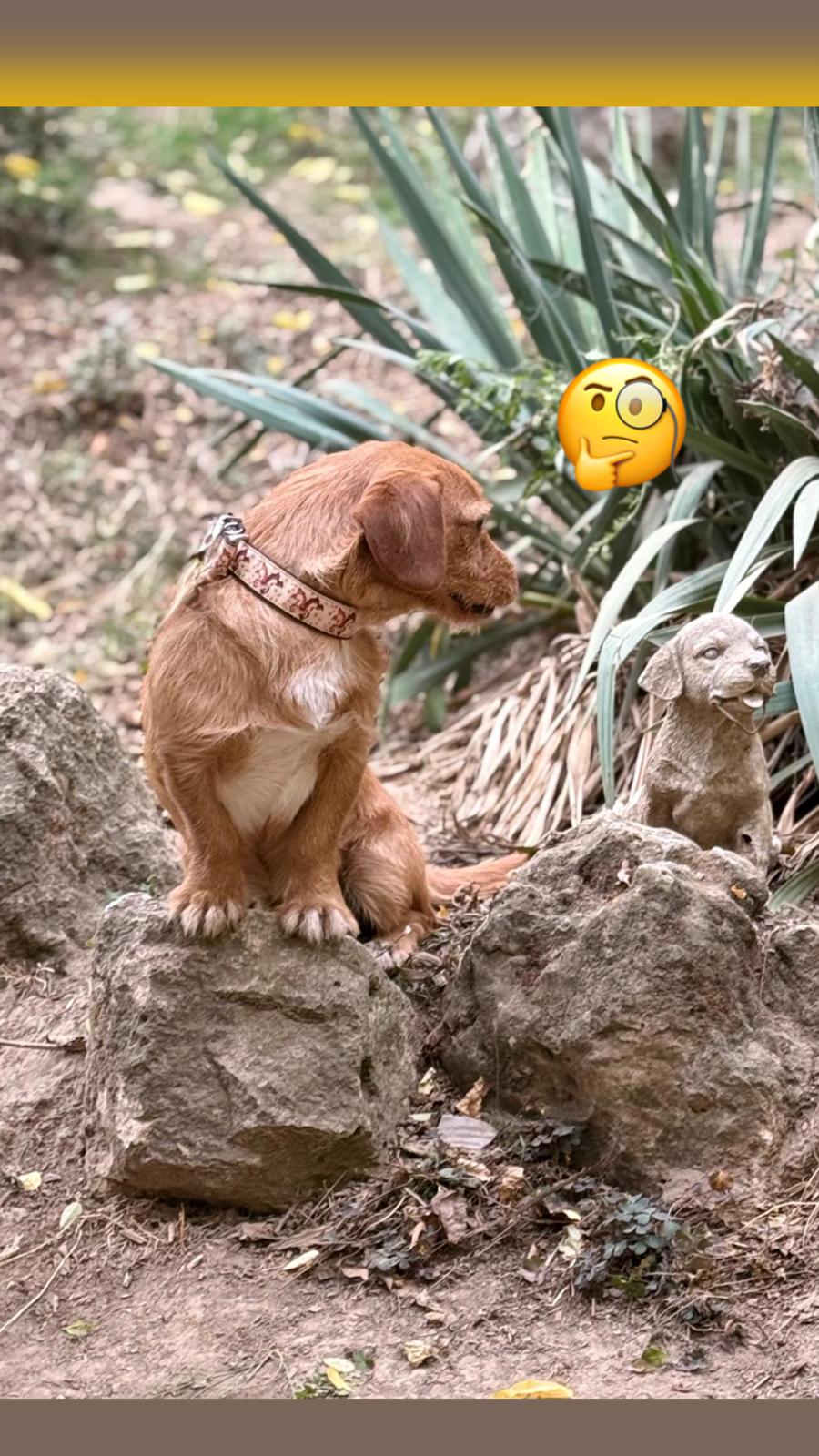 Rudi6