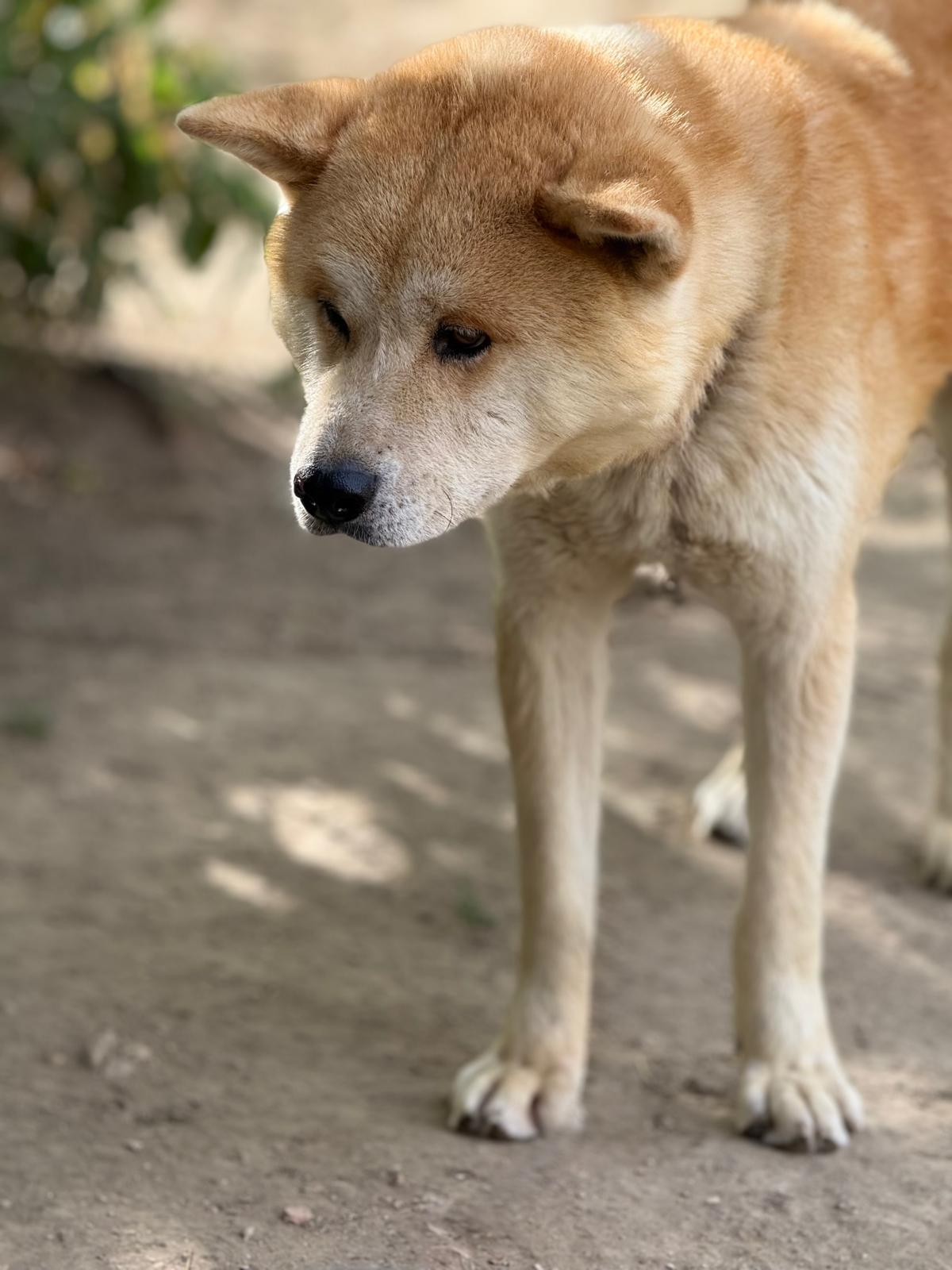 Shiro4