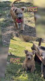 Foxi und Floh, Yorkshire Terrier Mix