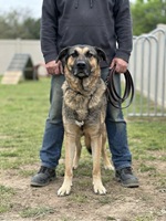 Tom, deutscher Schäferhund-Mix, 75 cm